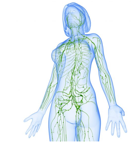 Circuit lymphatique